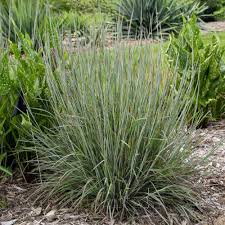 Image result for Schizachyrium jeffreysii