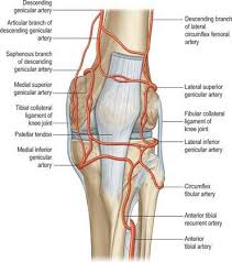 Image Result For Image Of Genicular Anastomosis Showing Posterior Tibial Recurrent Artery Genicular Artery Knee Joint Arteries Knee