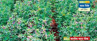 I started a little earlier than a month, i was coming okay. Agriculture Stories In Marathi Berseem Fodder Crop Cultivation Technology Agrowon Maharashtra Agrowon