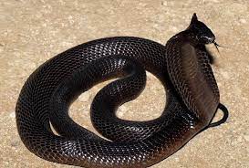 Black Cape Cobra Naja Nivea Snake Reptile Snakes Beautiful Snakes