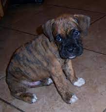 It S A Baby Brindle Boxer Too Cute For Words Brindle Boxer Boxer Dogs Brindle Boxer Puppies