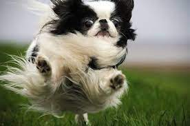 Japanese Chins Make Me Happy Japanese Chin Dog Japanese Chin Japanese Chin Puppies