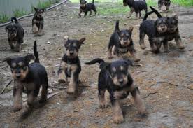 Sorry, there are no airedale terrier puppies for sale at this time. Airedale Terrier Puppies For Sale Michigan City In 251233