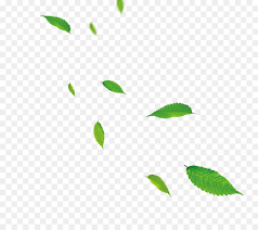 Check spelling or type a new query. Daun Hijau Men Download Gambar Png