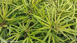 Image result for Xylopia odoratissima