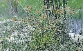 Image result for Pycreus flavidus