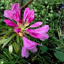 Image result for Rinorea ferruginea