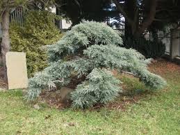 We did not find results for: Pin On Yews Cloud Pruning