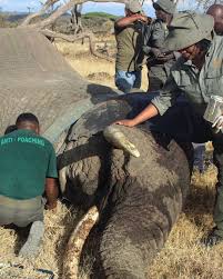 Human-wildlife conflict (HWC) is one of the biggest threats ...