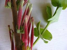 Image result for Tapinanthus