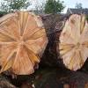 Monkey puzzle tree will grow to be about 70 feet tall at maturity, with a spread of 35 feet. 1