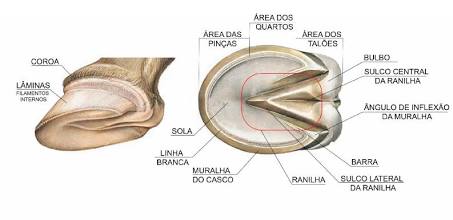 Anatomia estrutural do casco equino, AI generated