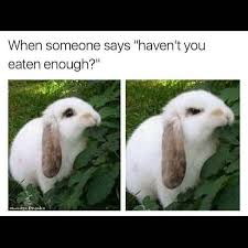 23 Amusing Animal Pics Guaranteed To Improve Your Mood Funny Animal Jokes Funny Animal Memes Animal Memes