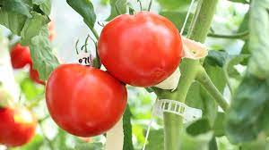 Japan approves gene-edited 'super tomato.' But will anyone eat it? - Nikkei  Asia