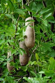 Image result for Kigelia