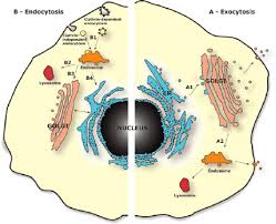 4.11: The Endomembrane System And Proteins - Vesicles And Vacuoles -  Biology Libretexts