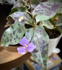 Image result for Tinnea galpinii