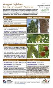 Image result for Diospyros virgata