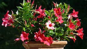 Maybe you would like to learn more about one of these? Dipladenia Mandevilla Growing Guide Differences Between The Plants Garden Analyst