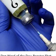 Puppy shots don't last for life! Dog Word Of The Day Booster Shot Dog Discoveries