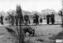 Pětadvacetiletý lední medvěd jménem anton zemřel poté, co sežral tašku a kabát. Historie O Zoo Zoo Ostrava