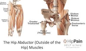 The thigh and upper leg muscles are a critical component to the overall musculoskeletal structure of the body. The Hip Abductor Muscles Trochanteric Bursa And Lateral Outside Hip Pain