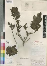 Image result for Triainolepis africana