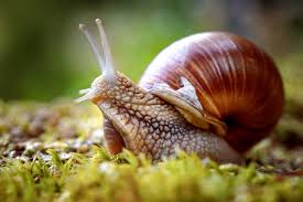 Caracol televisión internacional como lo dijimos es un canal colombiano de cable y satélite el cuan es visto en caracol televisión internacional cuenta con más de 8 millones de suscriptores. Caracoles Caracteristicas Habitat Reproduccion Alimentacion