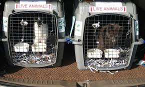 If you require pet transport services get in touch with pbs pet travel today. International Pet Relocation Dogs Cats Birds Rodents Reptiles Etc Pet Travel Pet Moving Pet Transport Pet Shipp Pet Relocation Dog Transport Cat Crate