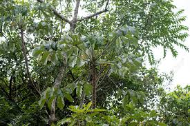 Image result for Cecropia pachystachya