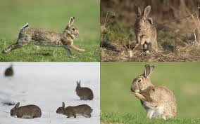 Lapins Elevage De Gibiers Les Chataigniers