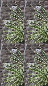 LAKME AURA SERVICE is NOW AVAILABLE at Teng & Tinette Salon, San Antonio  Plaza, Forbes Park Makati., Welcome to Lakme Fam and we appreciate for  having us in your Salon. , LAKMÉ Inspired Hair Care