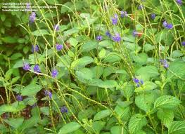 Image result for Stachytarpheta urticifolia