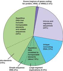 Are There Parts Of Dna That Do Not Have Genes Biology