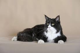 Some are more rare than others. 10 Cat Breeds With Black And White Coloring