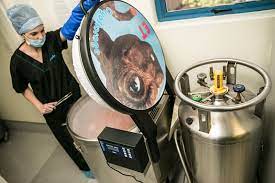 Egg Freezing And Storage Medfem Fertility Clinic Sandton