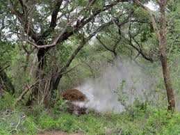 Image result for Newtonia hildebrandtii