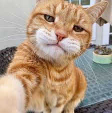 20 Funny Cat Pictures Funnyfoto In 2020 Funny Cat Pictures Cat Pics Cats