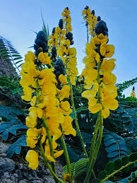 Image result for Otholobium foliosum