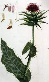 Pin On Herb Illustrations Medicinal Plants And Spice Illustrations