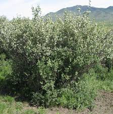 Image result for Amelanchier alnifolia