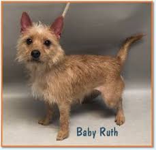 Col Potter Cairn Rescue Network Sunday Sweets Foster Baby Dog Pictures Baby Ruth
