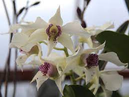 Dendrobium Royal Wings In Spike Orchid Plant Orchid Plants Orchids Plants