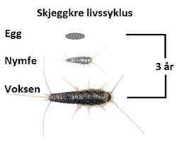 Poached eggs are a beautiful thing. Hva Er Skjeggkre