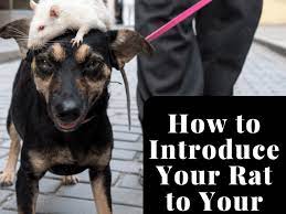 How To Introduce And Protect Your Pet Rat From Your Dog Pethelpful