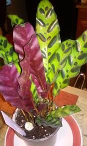 We did not find results for: Rattlesnake Plant Calathea Lancifolia