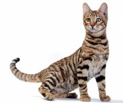 Savannah cats are a spotted domestic cat breed started in the 1980's. Create Meme Savannah Cat Png Bengal Cat On White Background Bengal Cat On White Background Pictures Meme Arsenal Com