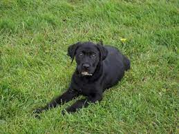 Our lab gets along well with our 3 cats as well, it helps he grew up with them.our chocolate lab loves water! Beautiful Lab Puppies For Sale In Jefferson Ohio Classified Americanlisted Com