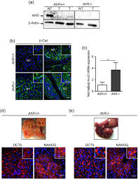 Why wait to see how long you will live? Dioxin Receptor Adjusts Liver Regeneration After Acute Toxic Injury And Protects Against Liver Carcinogenesis Scientific Reports