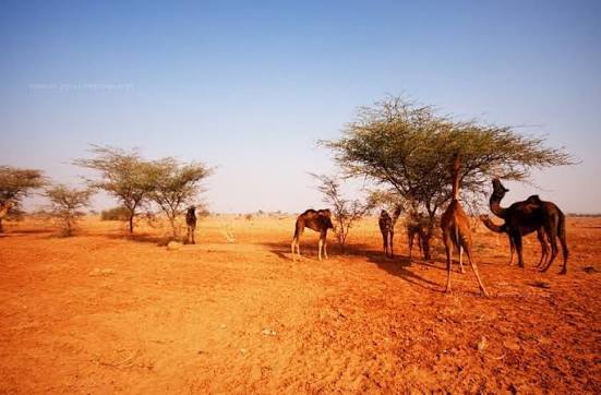 Desert National Park | Jaisalmer | Backpackers United